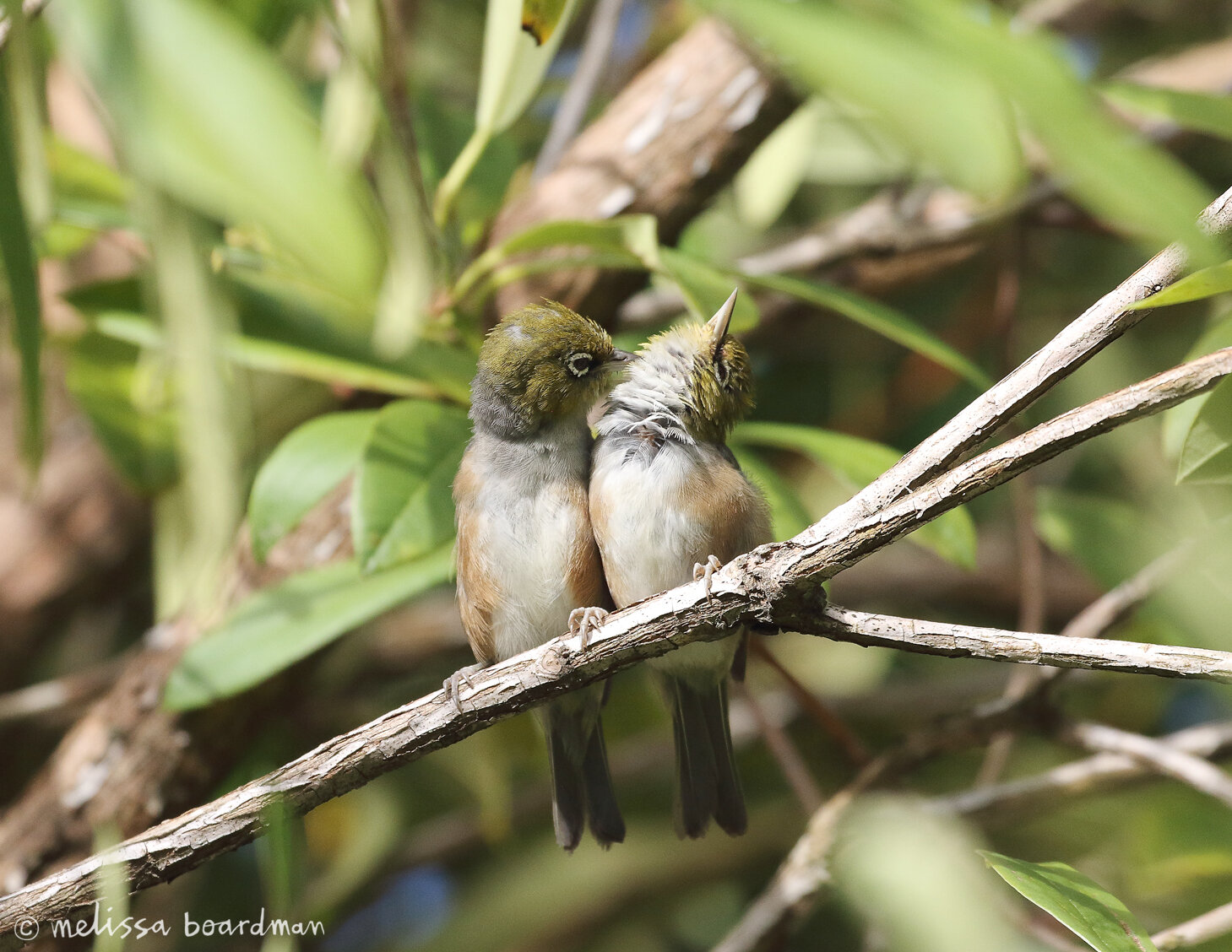 tauhou/waxeye pair