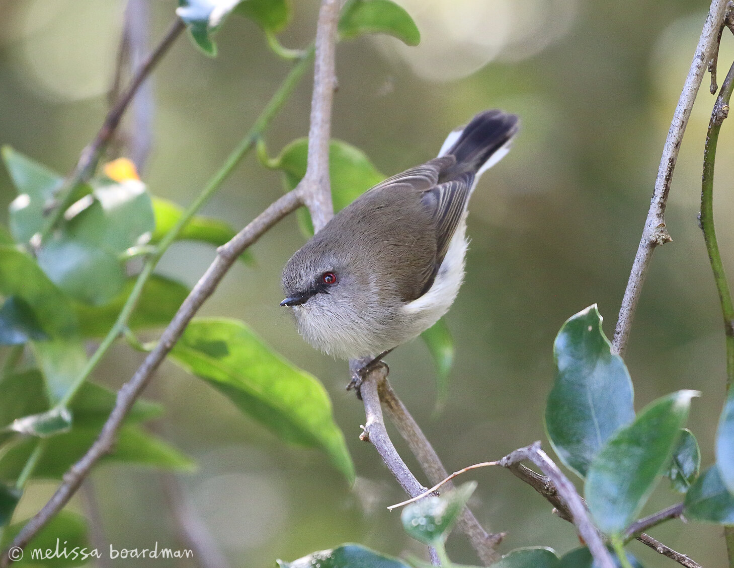 melissa boardman otari warbler 01.jpg