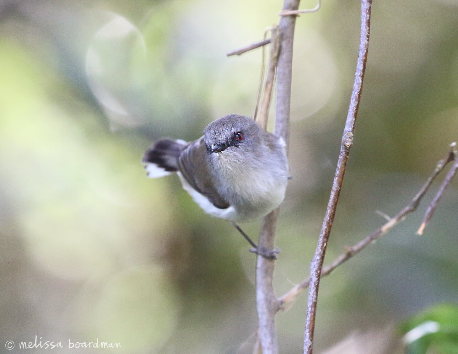 melissa boardman otari warbler 02.jpg