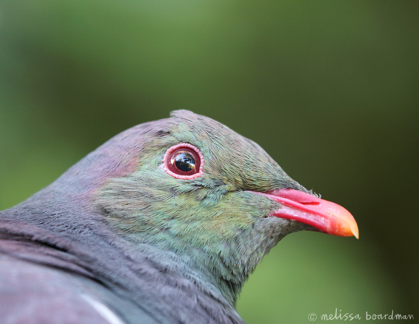 kererū