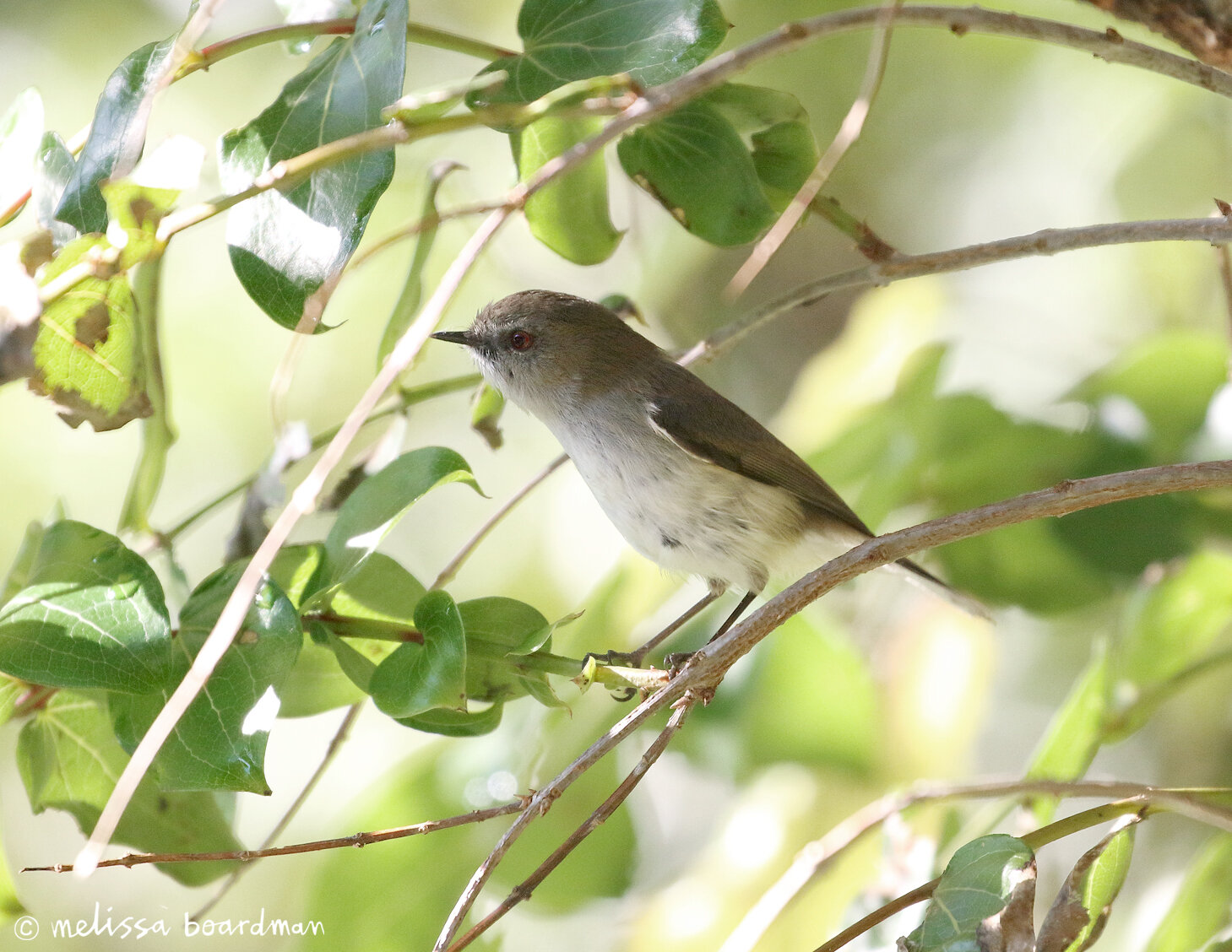 riroriro/grey warbler