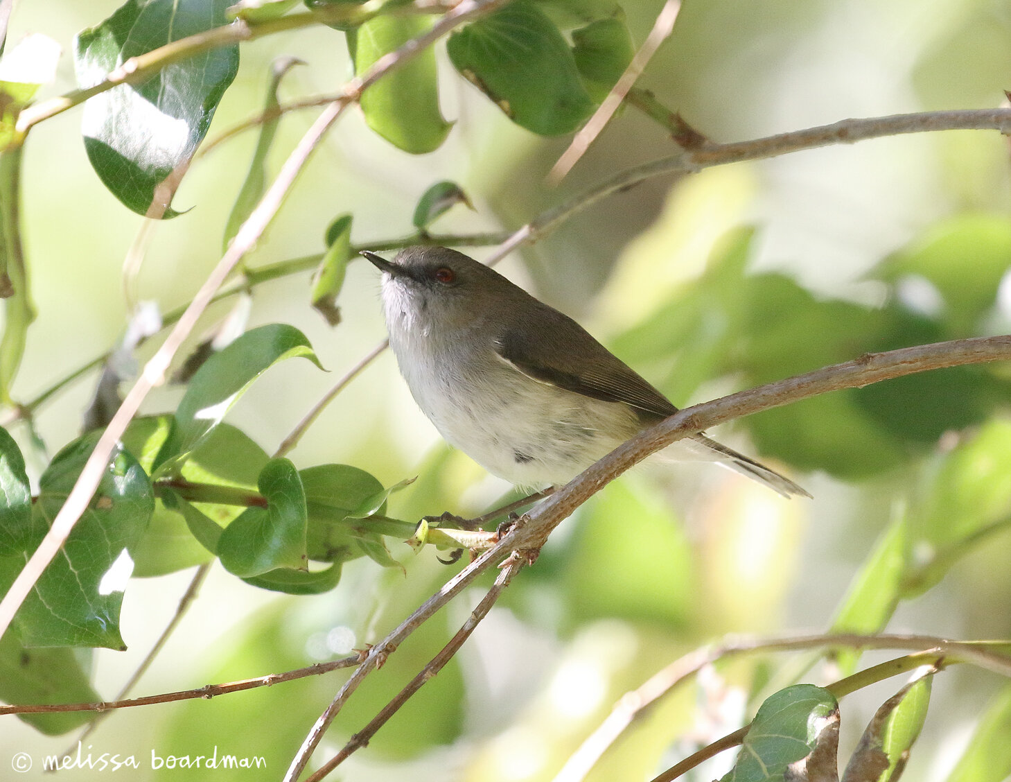 riroriro/grey warbler