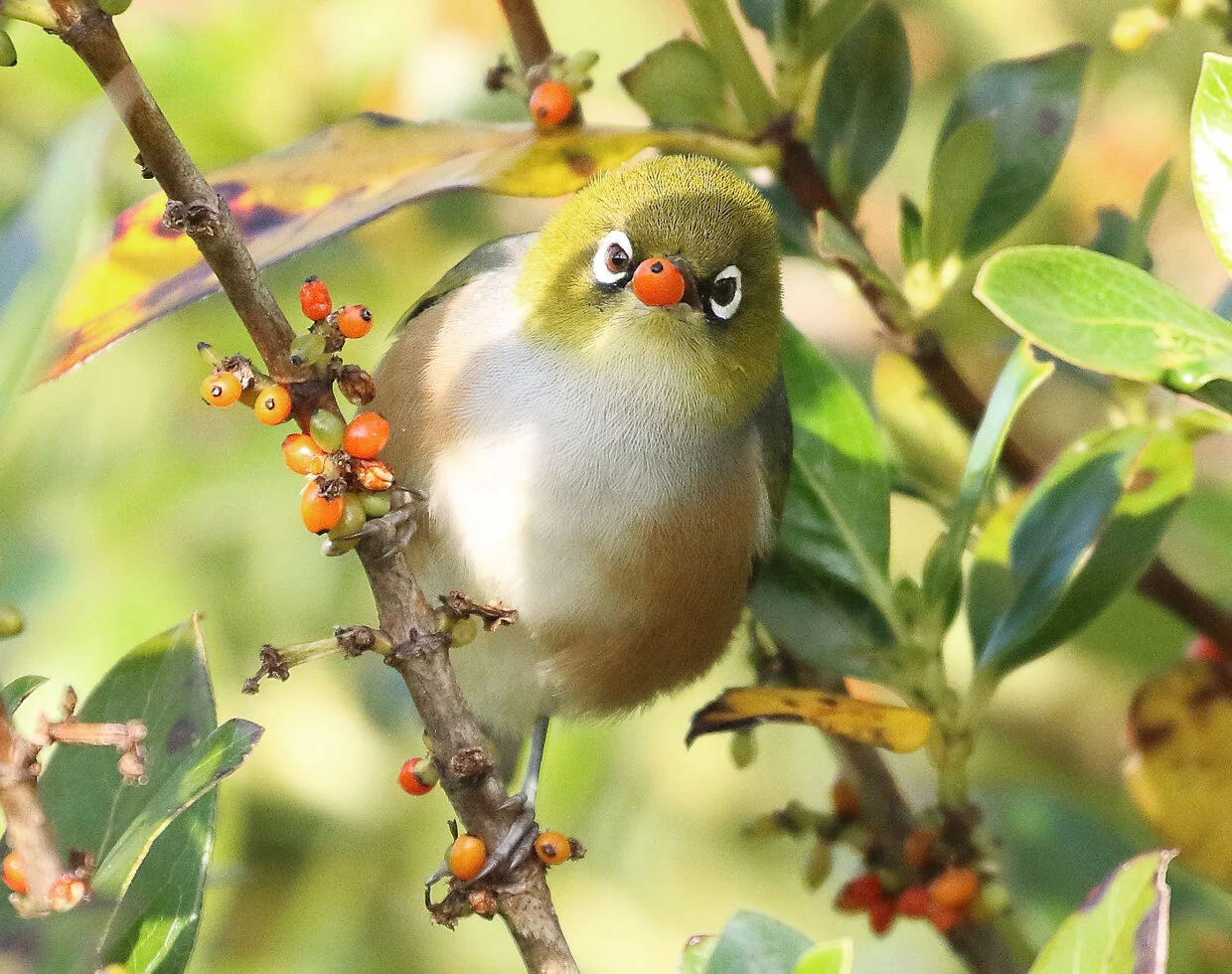 stories waxeye 1.jpg