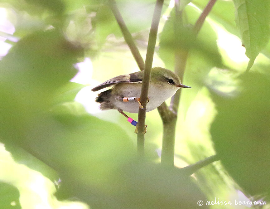 Male tītipounamu rifleman