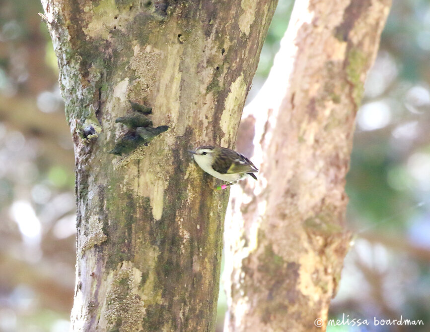 female tītipounamu rifleman