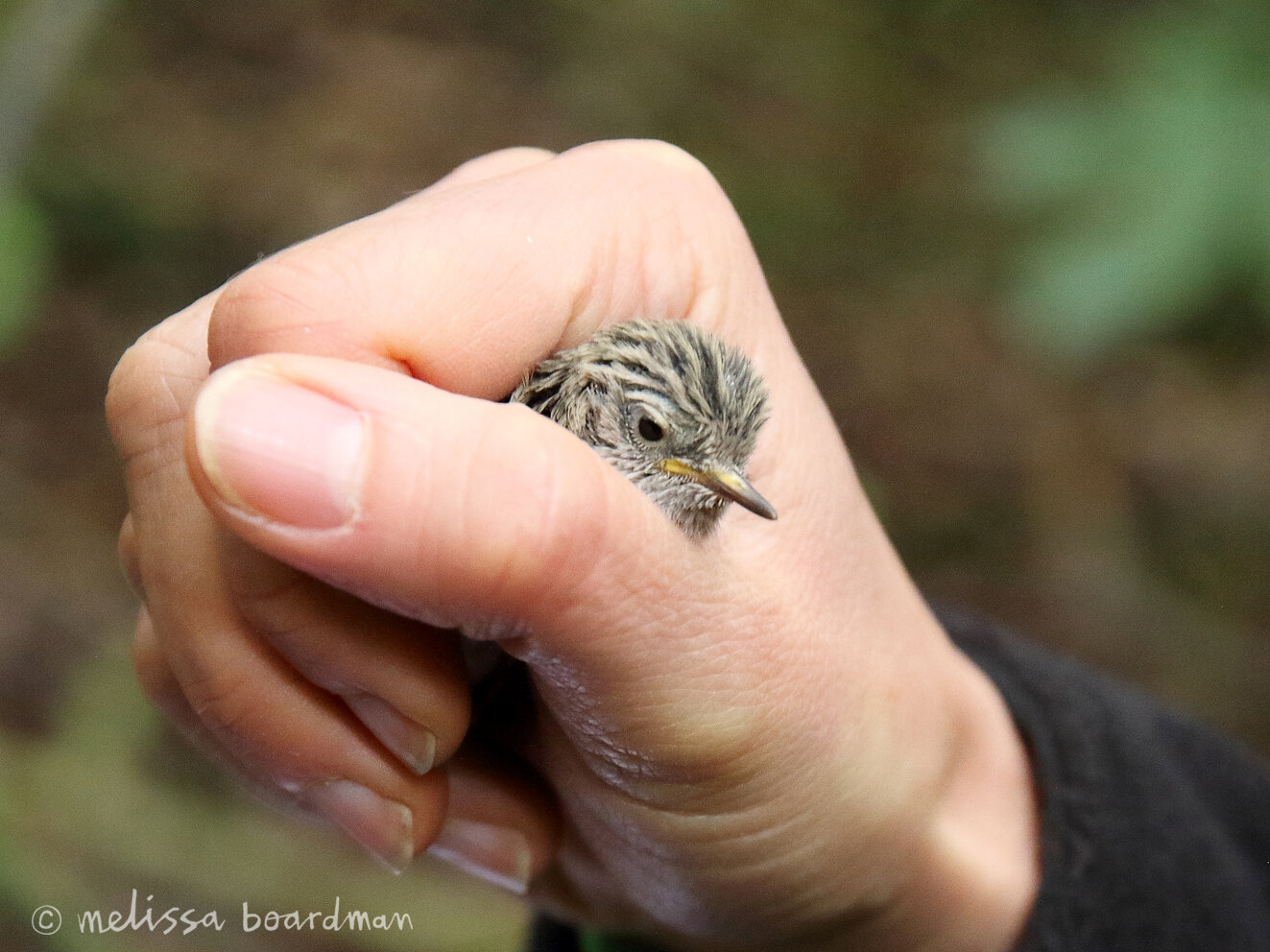 tītipounamu rifleman chick at Zealandia Ecosanctuary