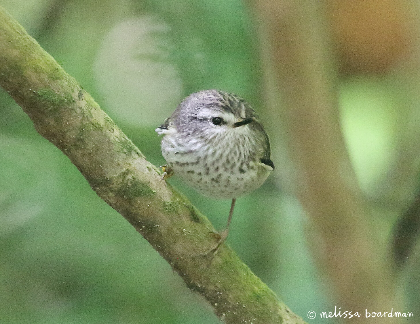 tītipounamu rifleman chick