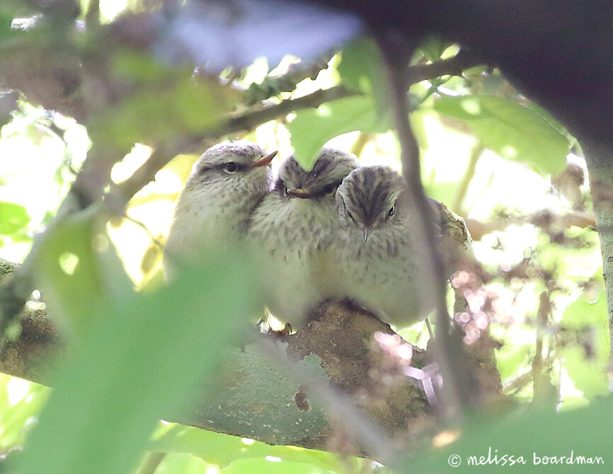 tītipounamu rifleman chicks