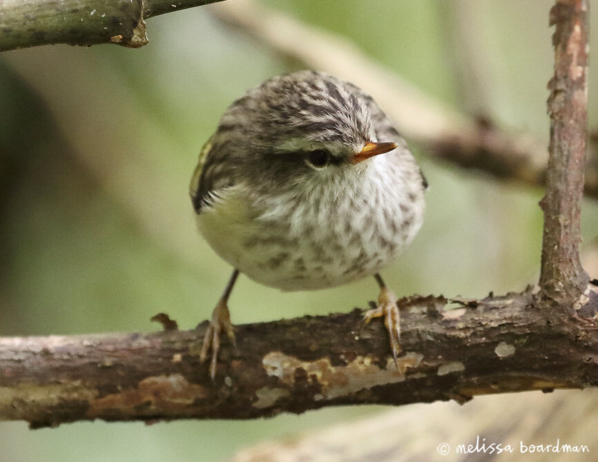 tītipounamu rifleman chick