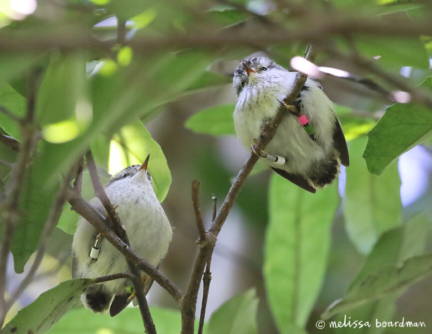 tītipounamu rifleman chicks