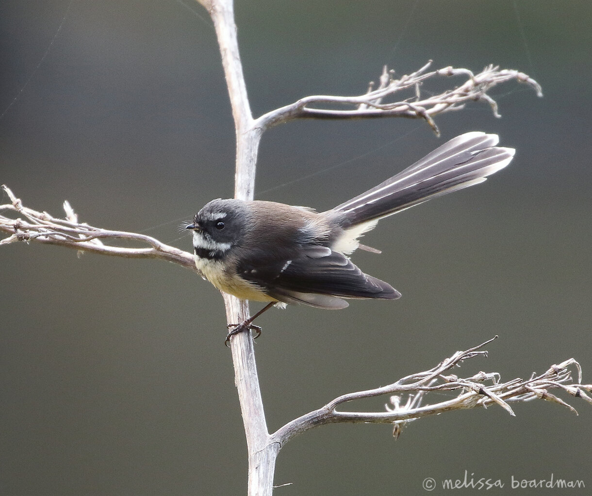 pīwakawaka / fantail