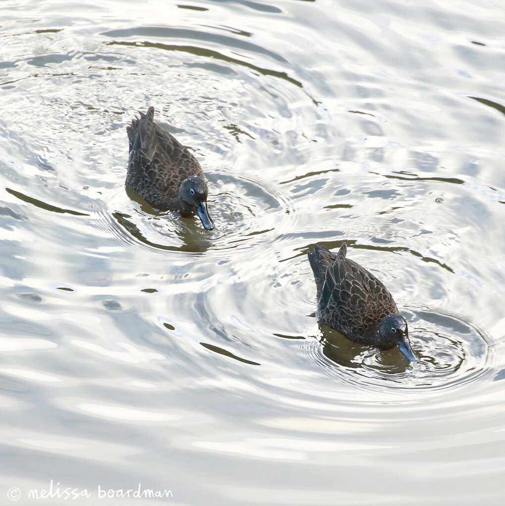 pateke / brown teal