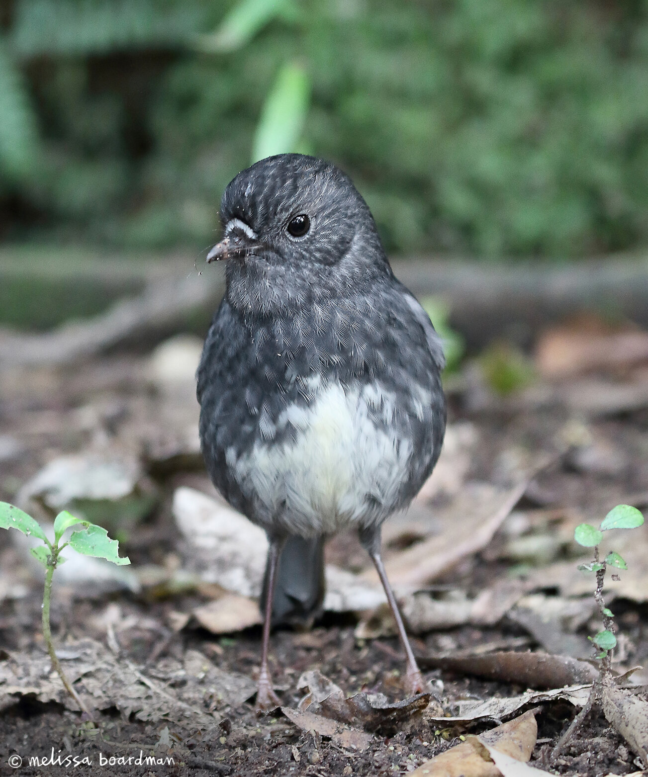 toutouwai / North Island robin