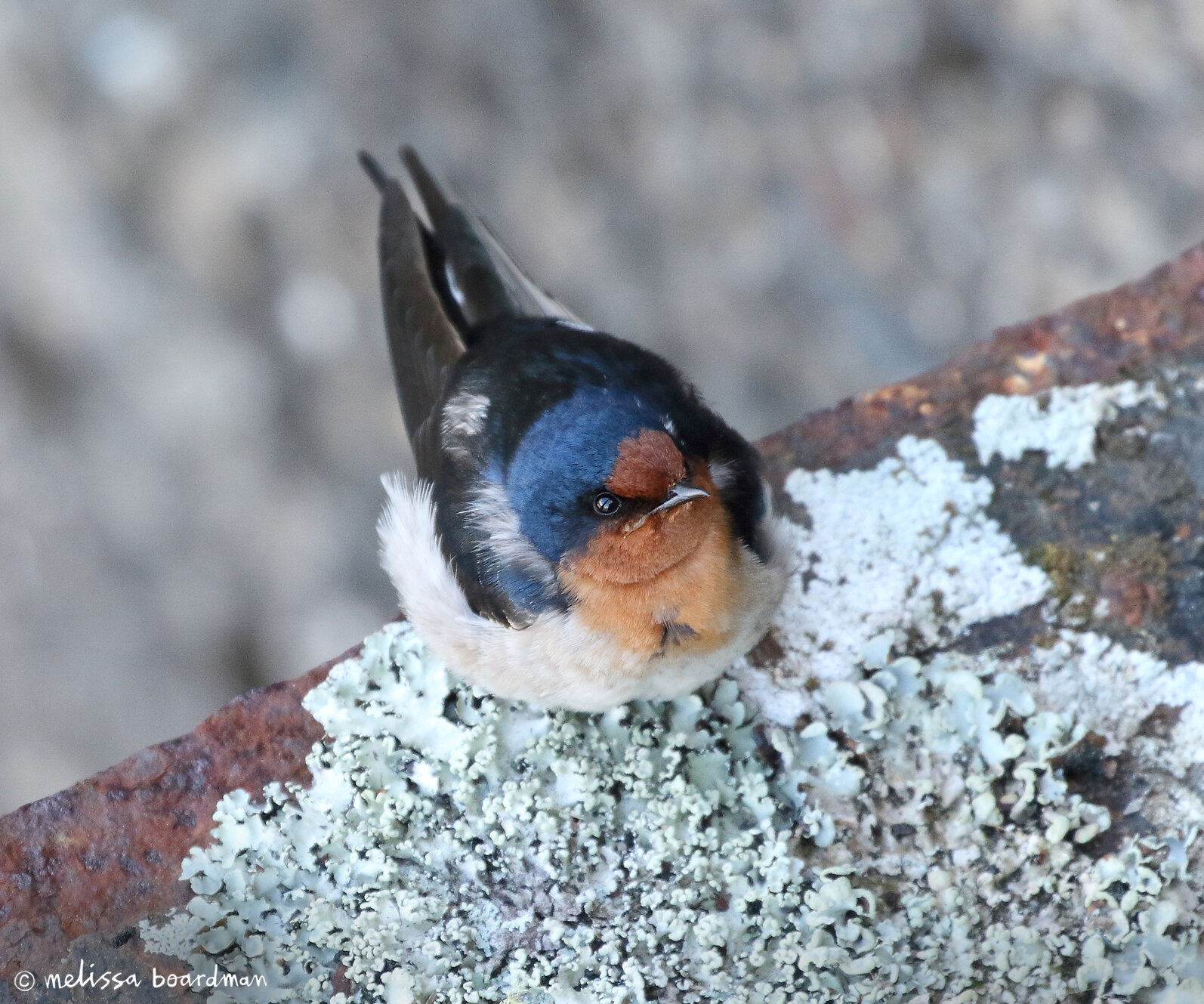 warou / welcome swallow