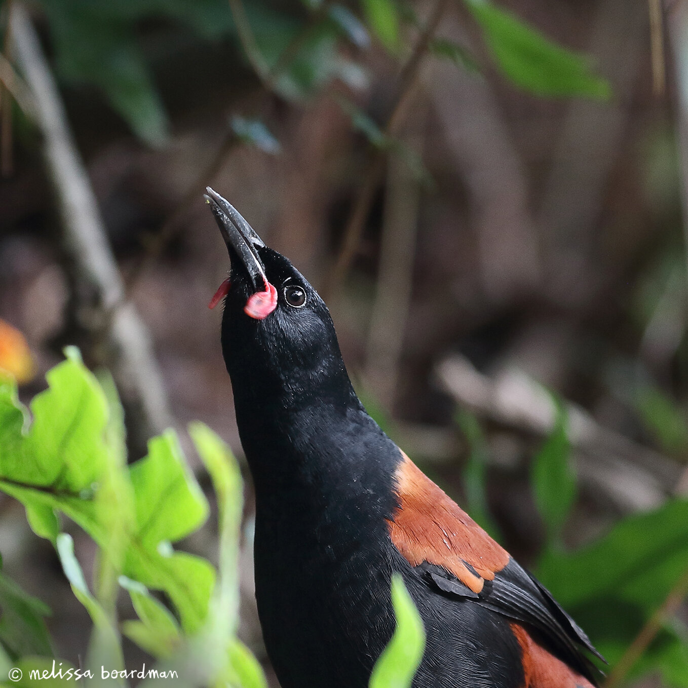 tīeke / saddleback