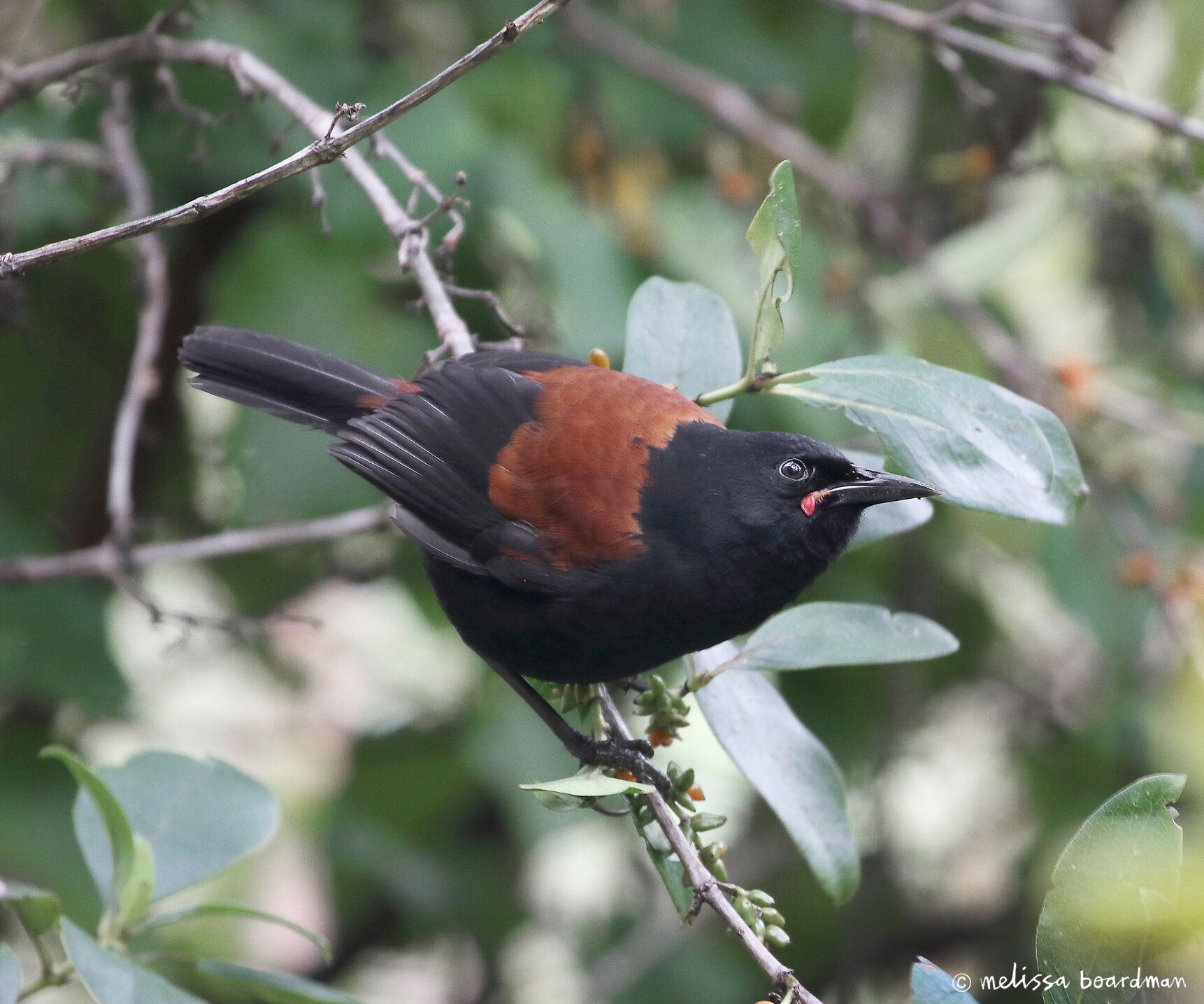 tīeke / saddleback