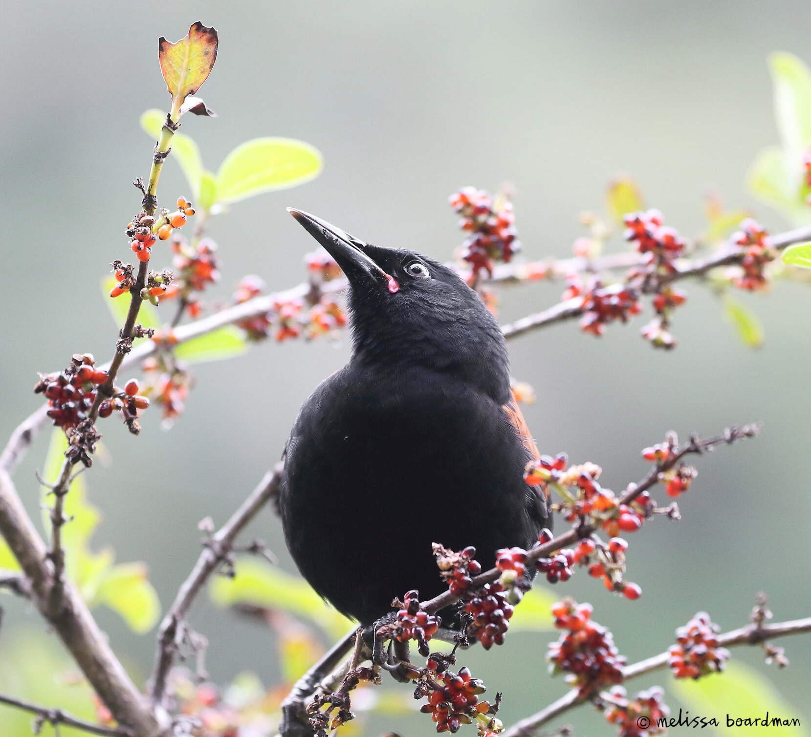 tīeke / saddleback