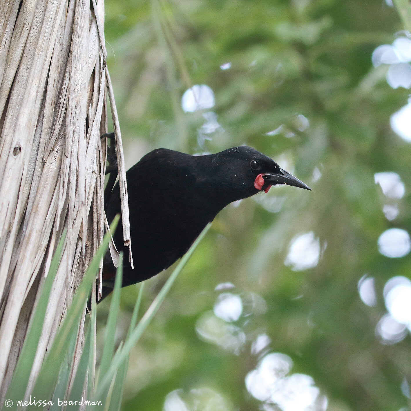 tīeke / saddleback