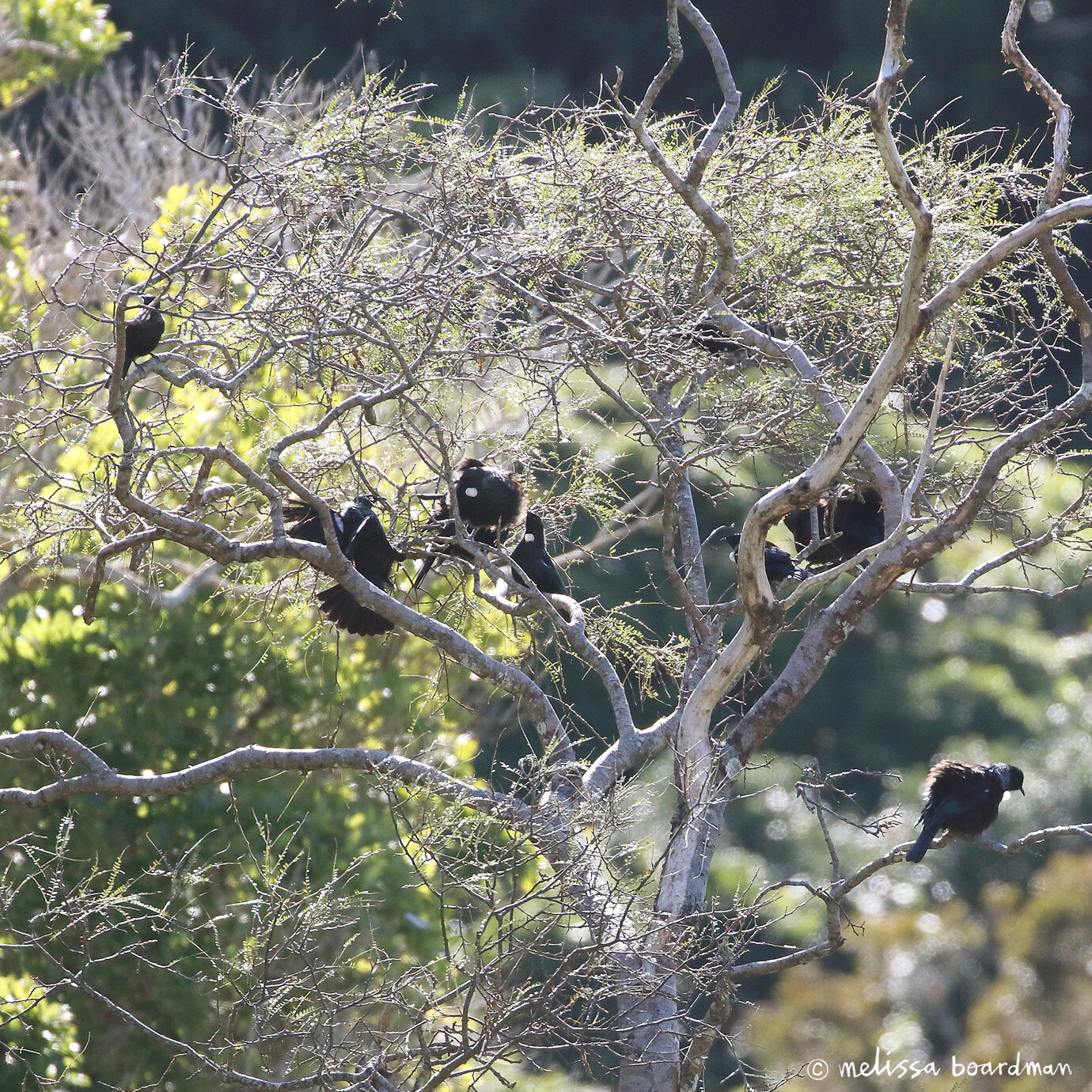 tūī tree