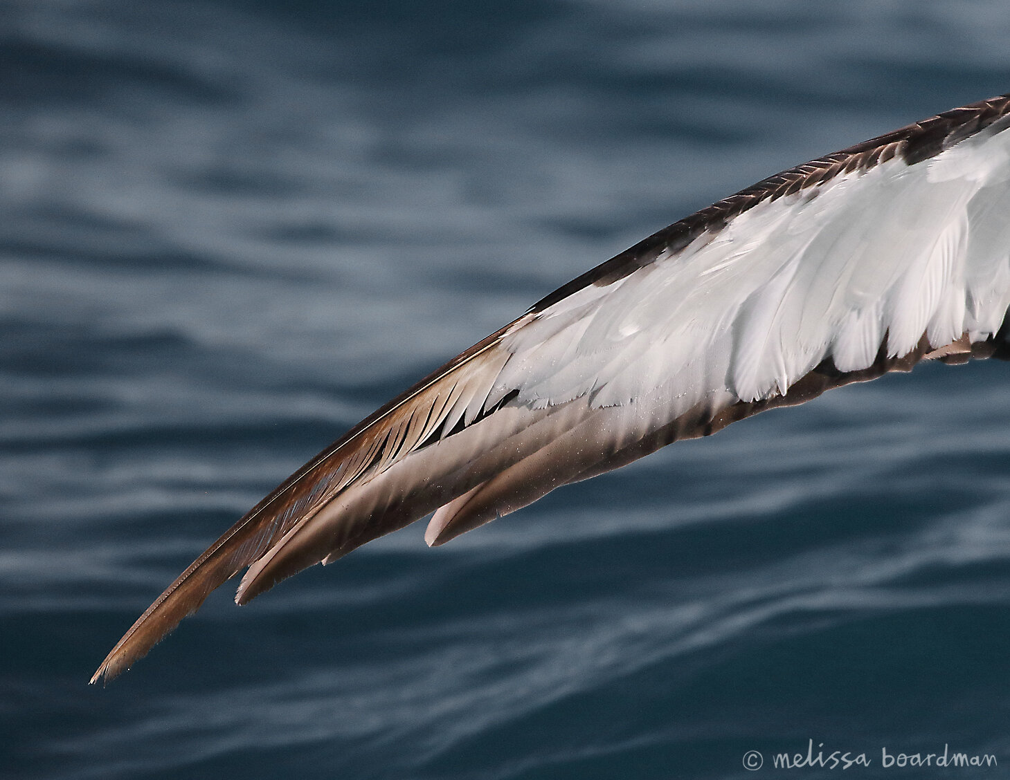 albatross wing