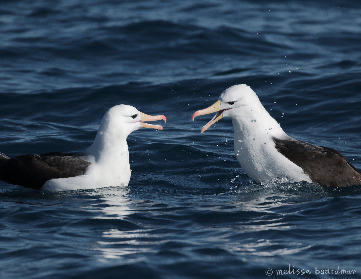 black-browed mollymawk pair