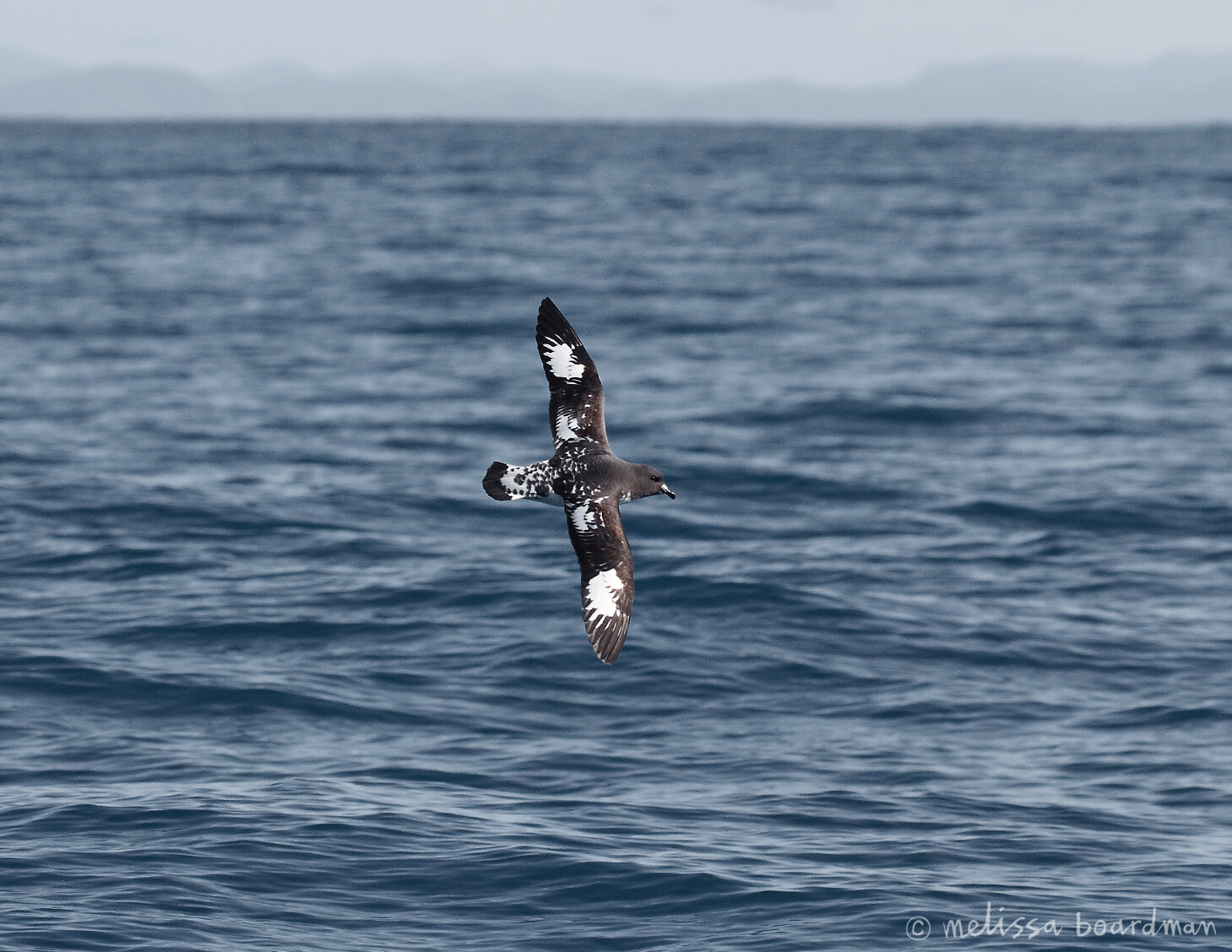 cape petrel