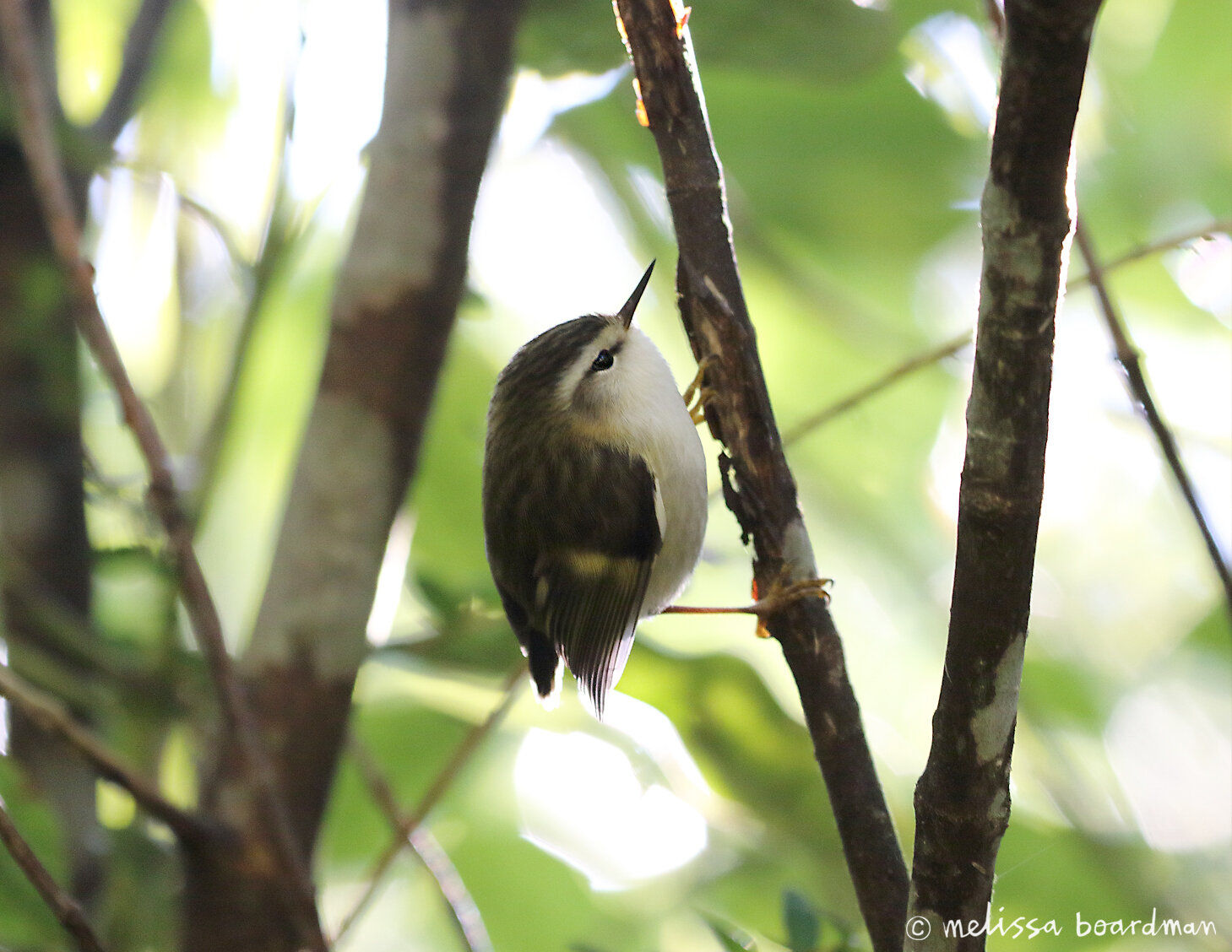 female tītipounamu/rifleman at pūkaha