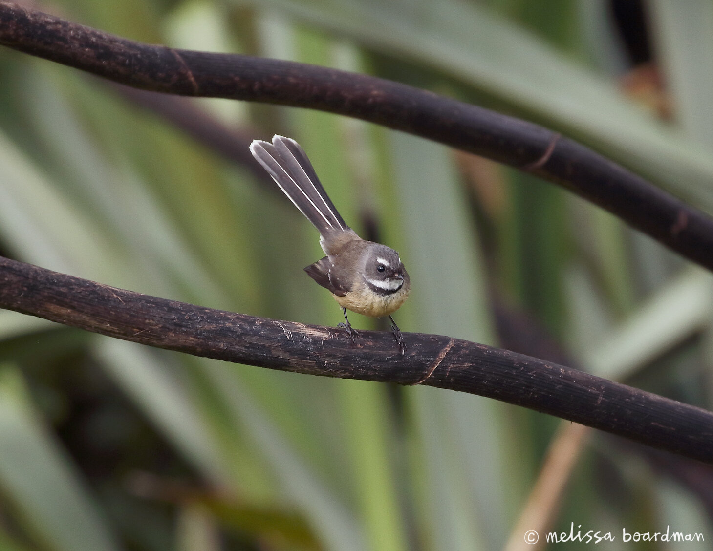 pīwakawaka / fantail