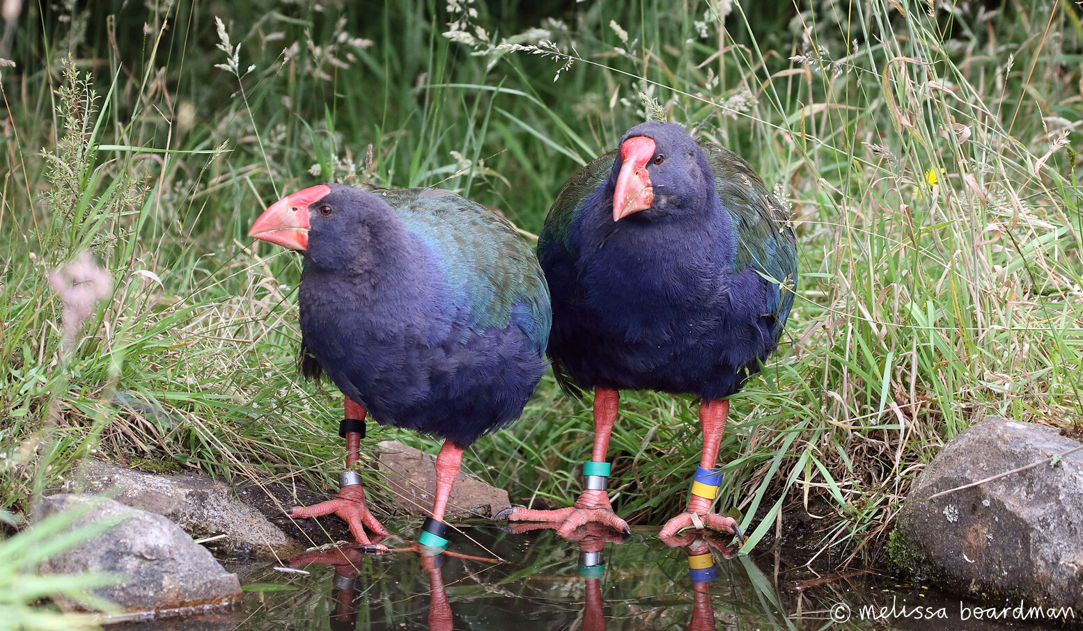 Takahē