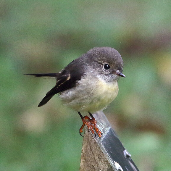 In the clouds at Orokonui