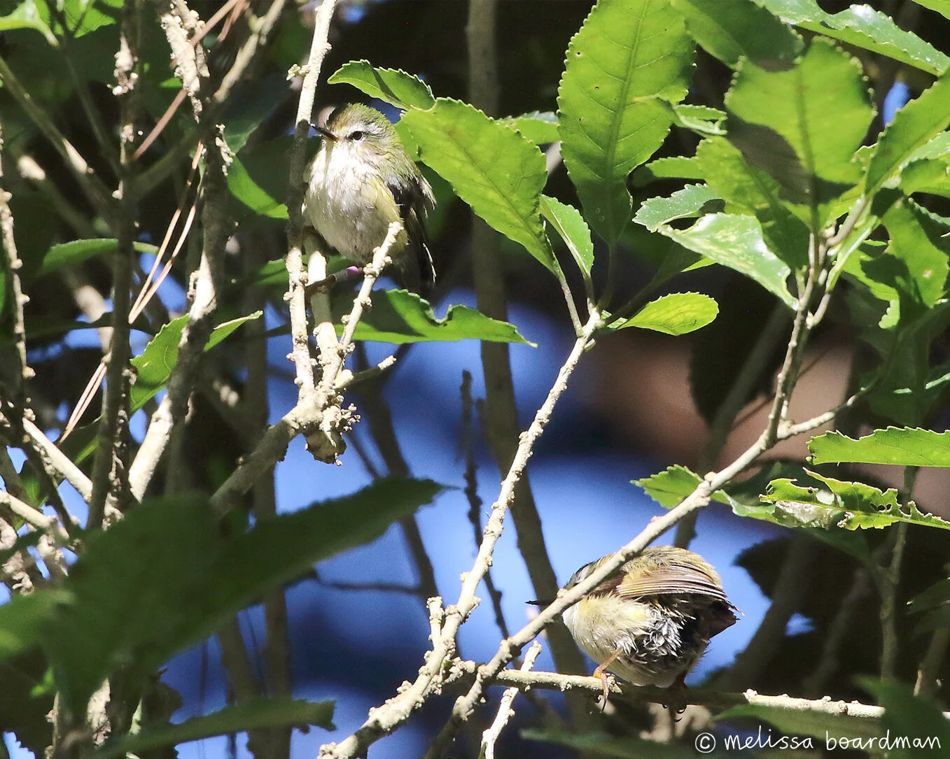 The Te Ahumairangi Hill titipounamu pair fresh from a bath!