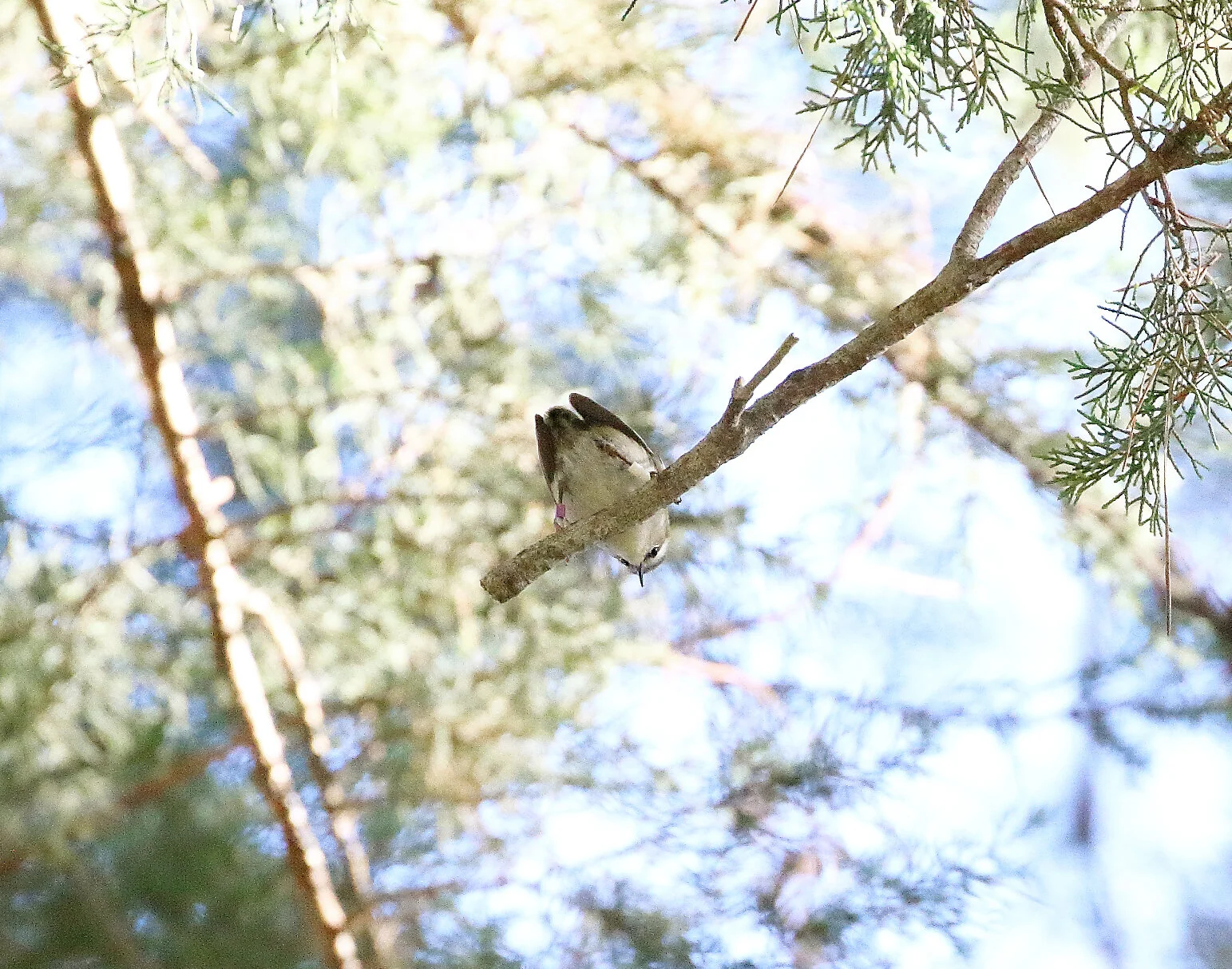 PuM-WW on Te Ahumairangi Hill
