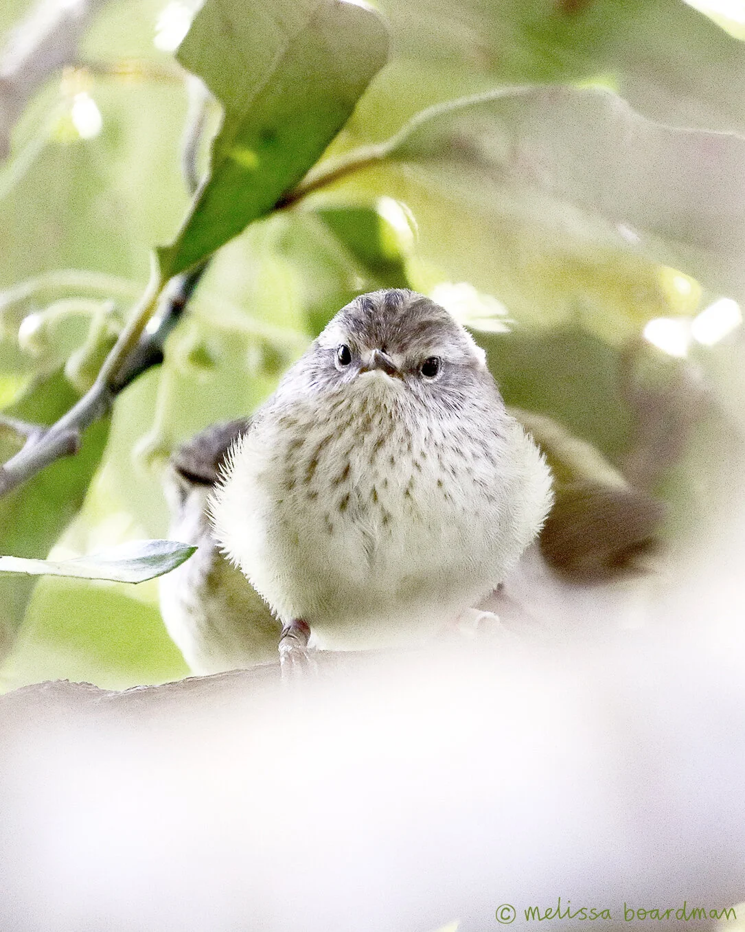 One of Pum-WW’s siblings