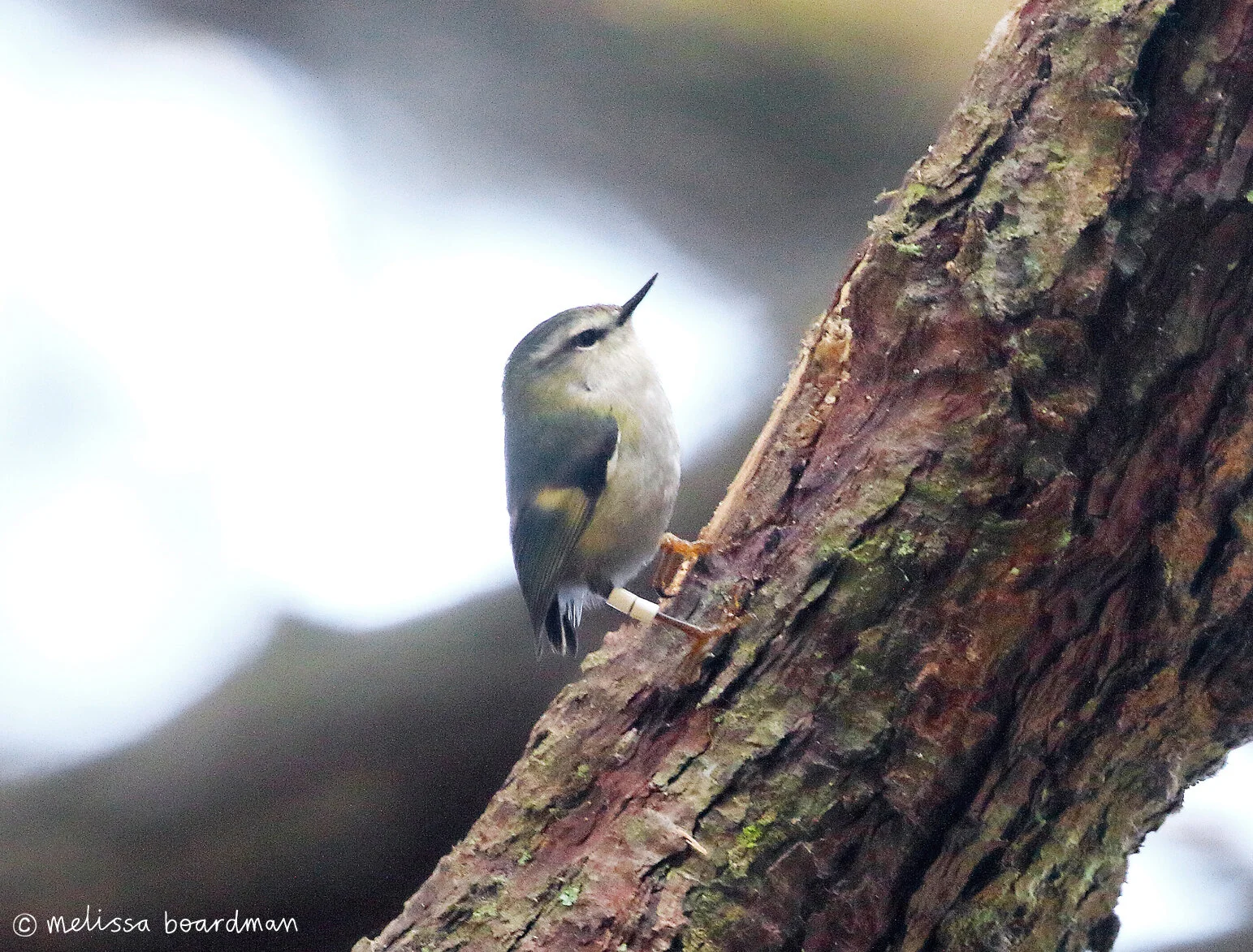 Pum-WW on Te Ahumairangi Hill