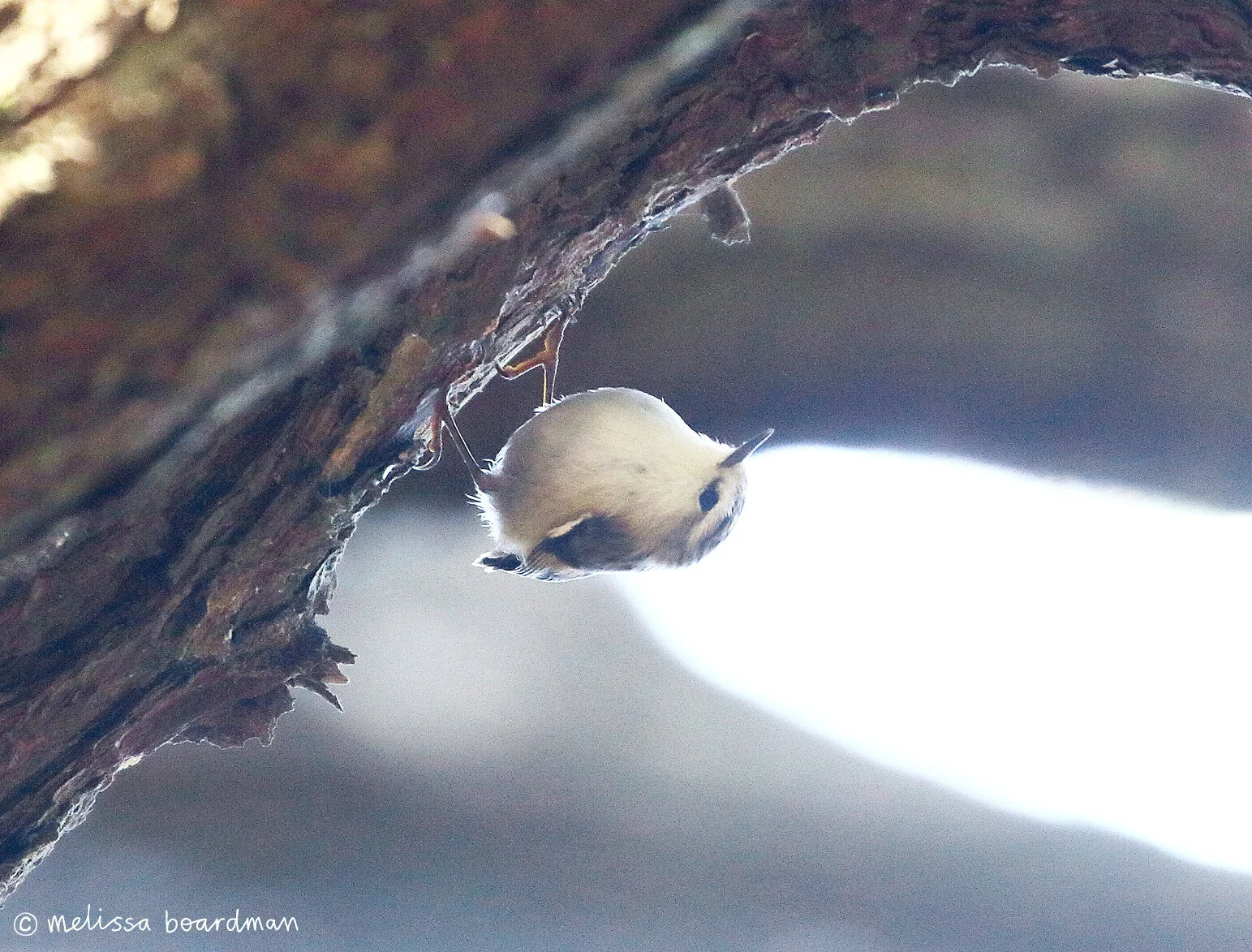 The unbanded female on Te Ahumairangi Hill