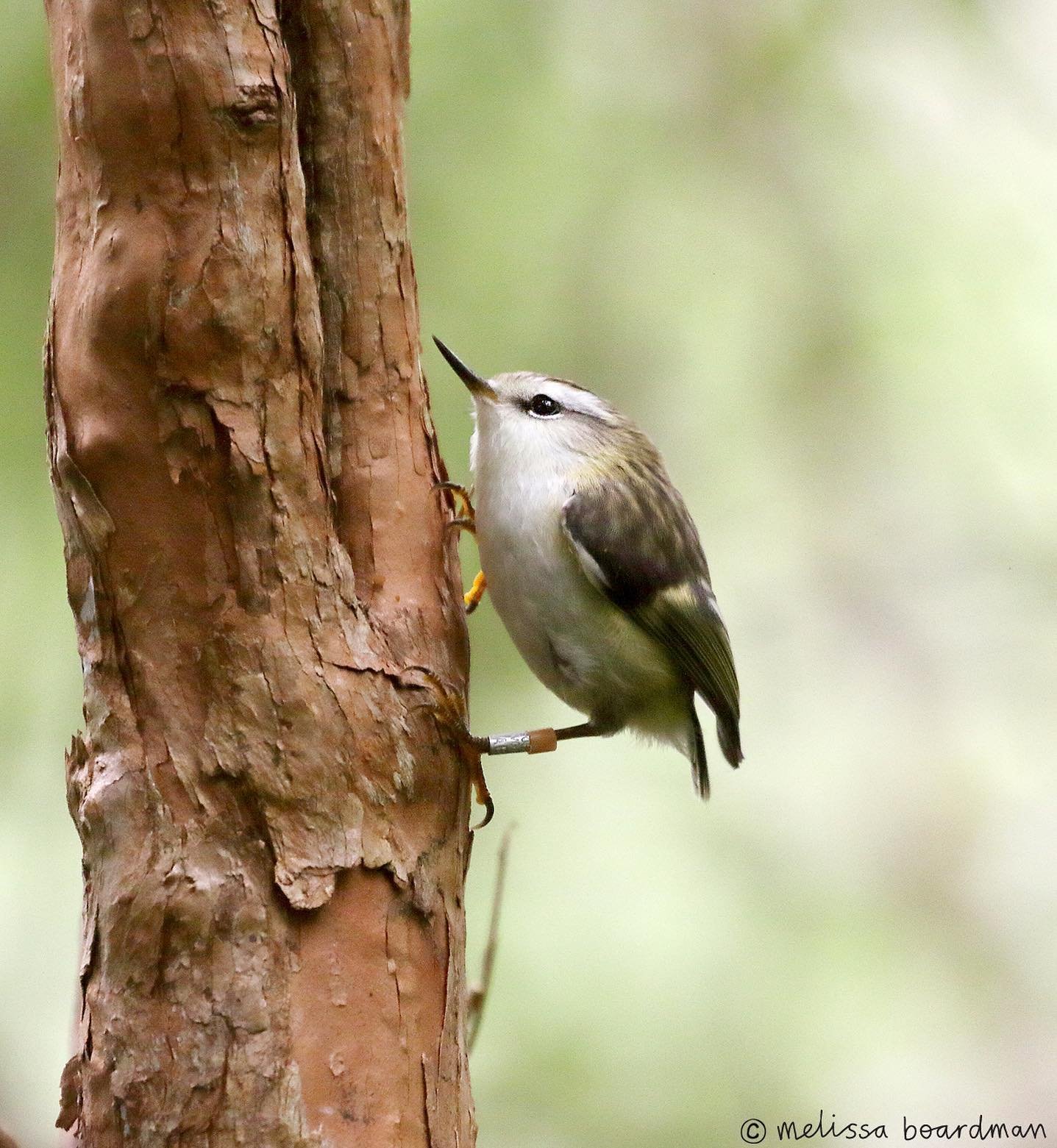 The same bird, five years apart and she hasn&rsquo;t aged a day 🥰

This is OM-FpFp, one of 60 birds that were translocated to Zealandia in 2019. She was the first titipounamu I saw after the release and the bird I have seen most often in my years of