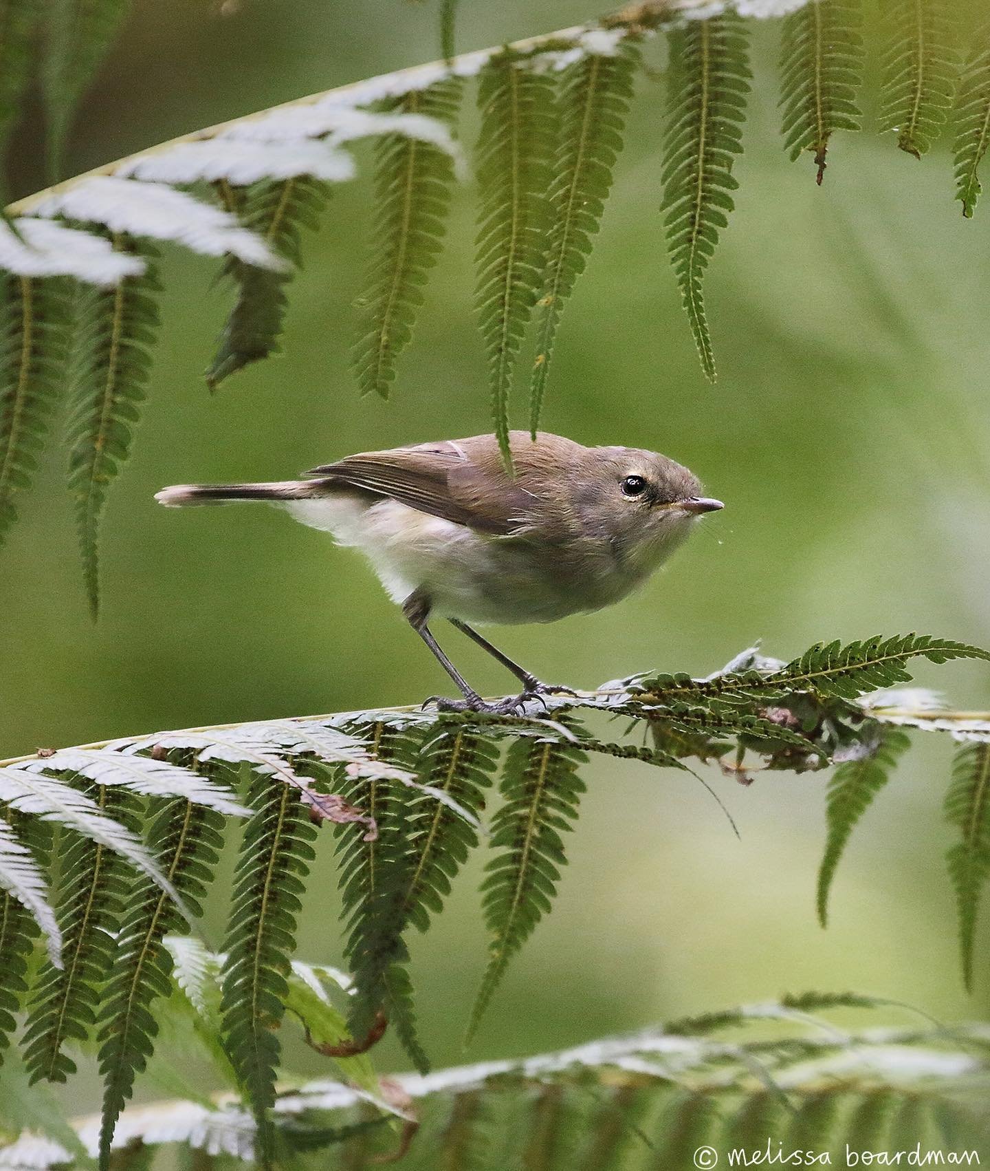 Here&rsquo;s an extra sweet young riroriro to brighten your feed!

Our native grey warblers are so small and lightweight that they barely make a branch (or fern) bend. But&hellip; their song to body ratio is rather impressive, it&rsquo;s incredible h