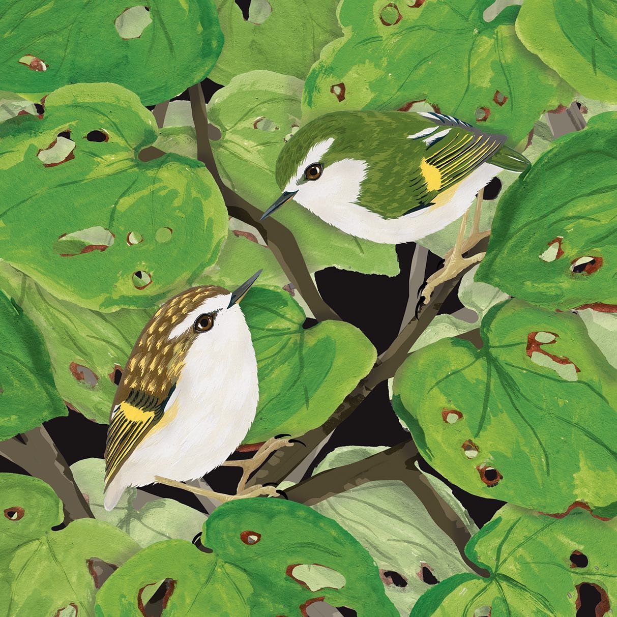 Sneaky peek at a new illustration 👀

These are of course my favourite birds in all the land, titipounamu / rifleman / tiny tree potatoes / clean green beans / tiny murder muffins.

I really love illustrating them, they have so many cute details! 🎨
