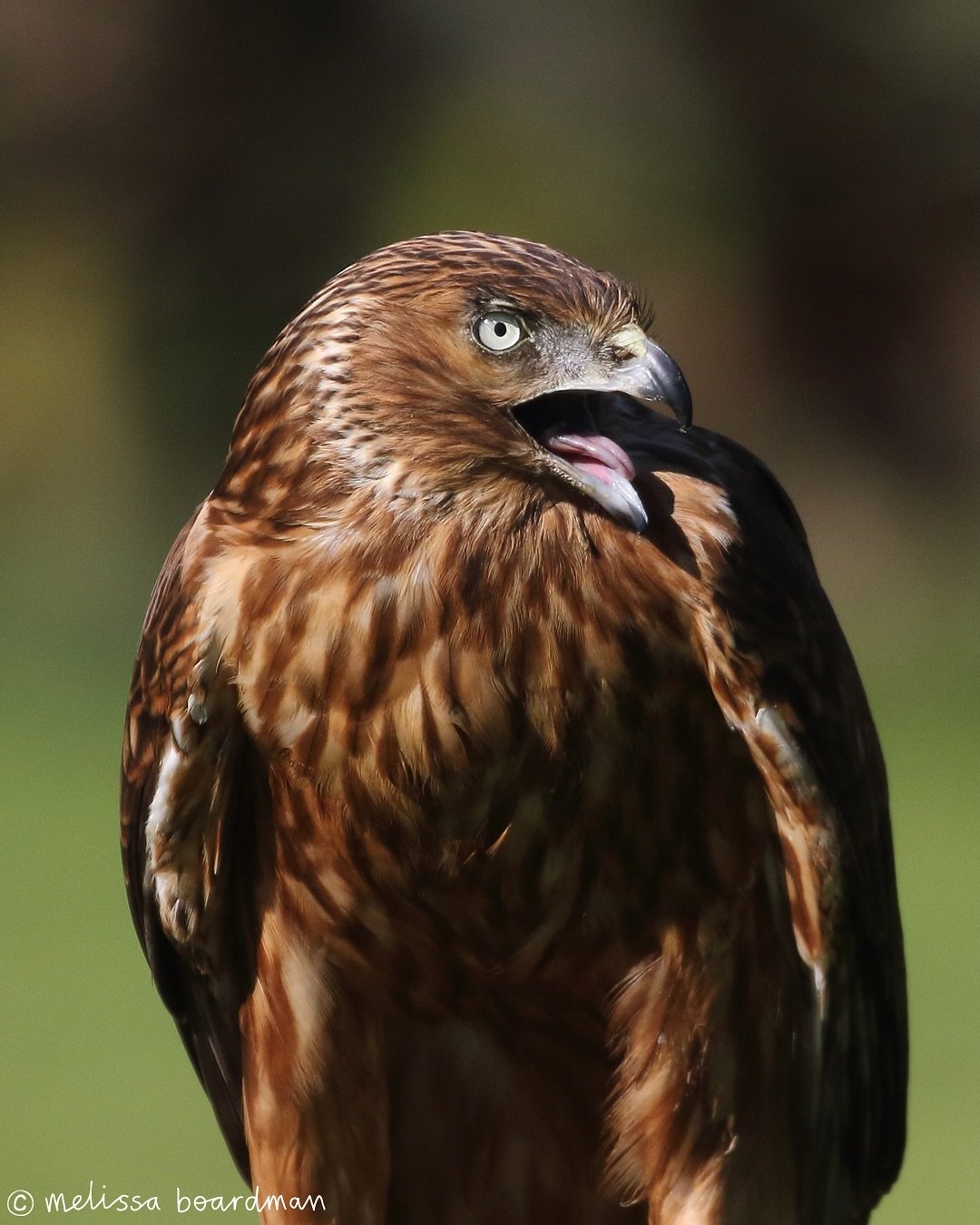 Meet Fran! 🦅

It was super special to see Fran the kāhu / swamp harrier up close and personal at @wingspan.nz! It&rsquo;s a rare occurance to see a kāhu so close as they&rsquo;re understandably pretty timid around people and spend their time soaring