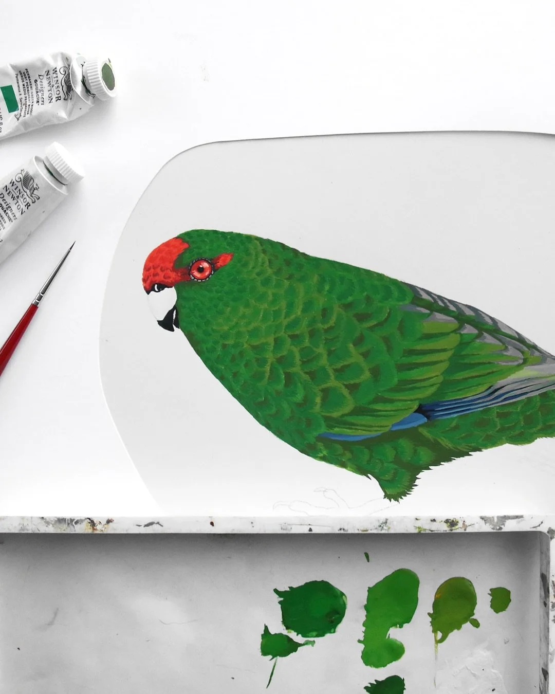 Kākāriki green 💚 

I love these chattery green gems! The red-crowned variety in particular because I used to see them a lot at Zealandia.

I feel like they don&rsquo;t get enough love so I&rsquo;m featuring them in my 2026 calendars!

#nzwildlife #n
