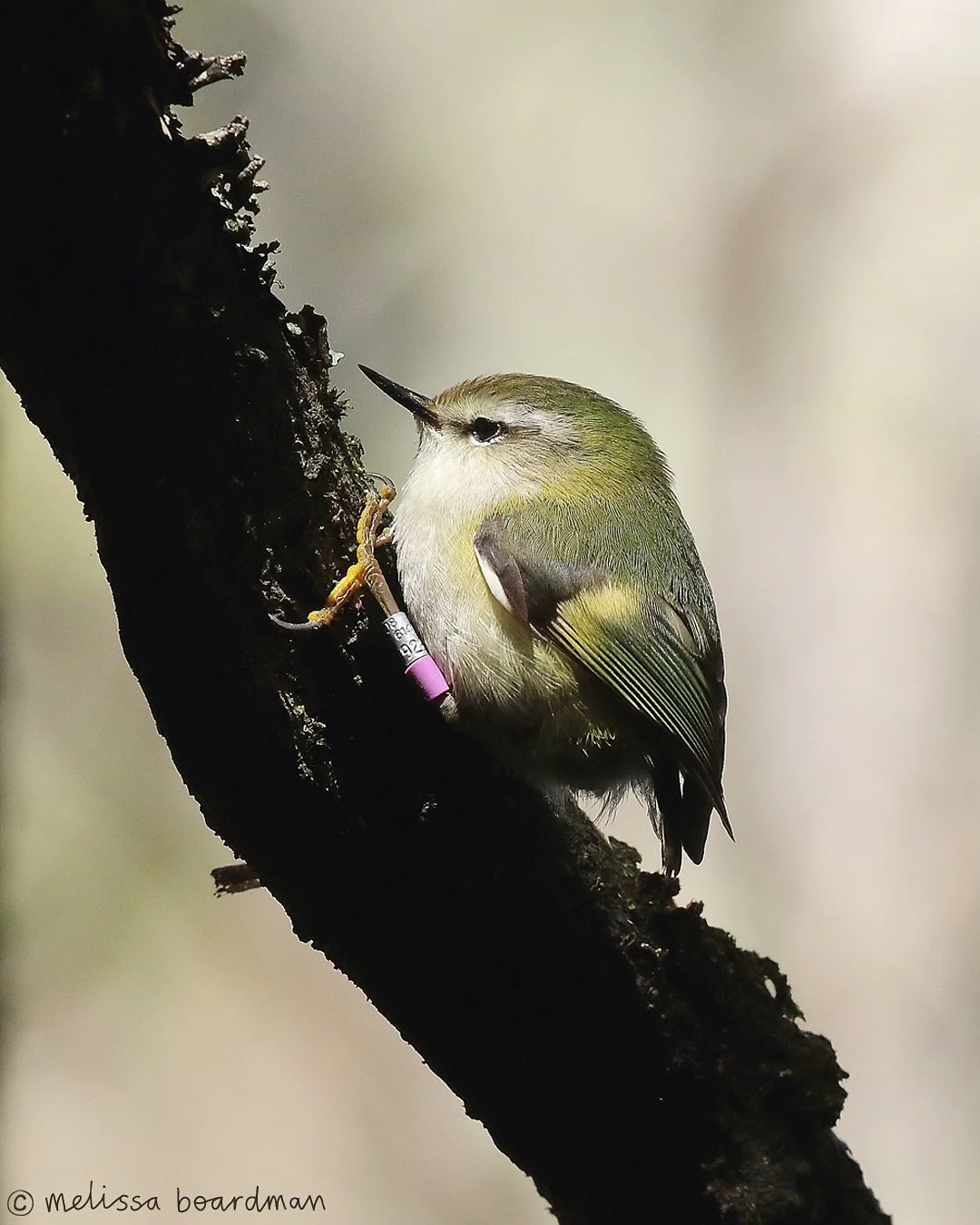 Team titipounamu unite!

It may not surprise you but I&rsquo;m campaigning for titipounamu for Bird of the Year again!

I have spent so much time with these birds and truly believe that titipounamu (rifleman) are the best, smartest, goofiest, potatoi