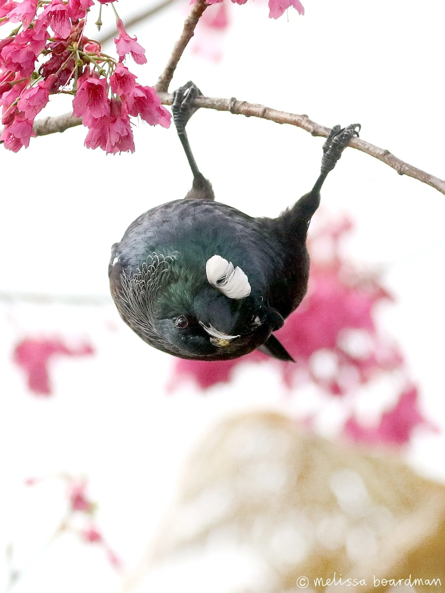 Topsy turvy tūī 🙃

🐦: tūī
📷: a real photo taken by a real photographer of a real bird.

#tūī #newzealandbirds #nzwildlife #nztui#predatorfreenz #forestandbird