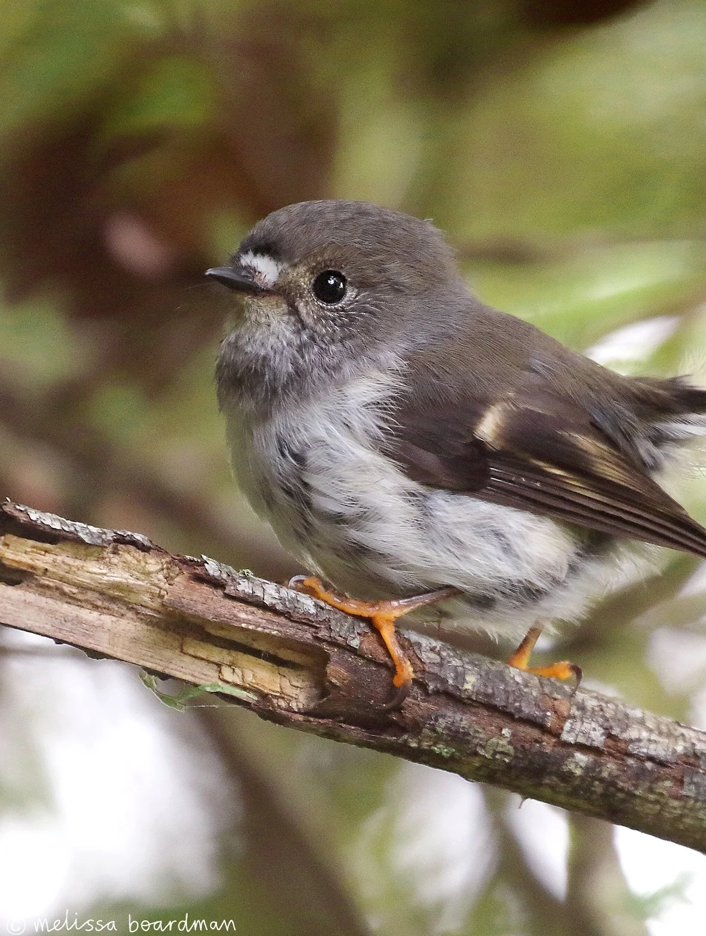 My cute little neighbour 🥰 

This female miromiro / tomtit lives in the trees at the end of my street and I see her occasionally with a male tomtit. 

I love hearing their sweet little chirps and I really hope they nest somewhere close. They serious