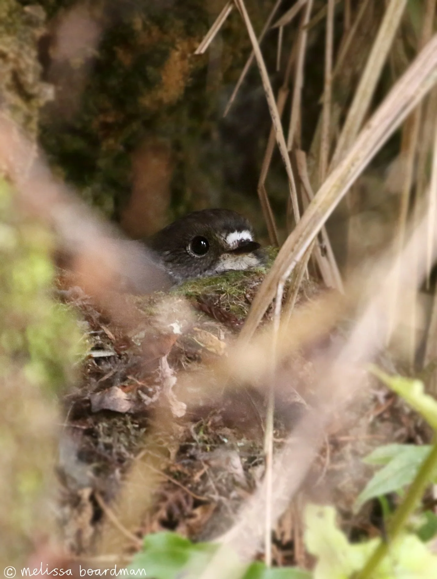 I found a tomtit nest! 🪺

I mentioned wanting to find the nest of my friendly little local miromiro / tomtit and I did! Here she is incubating her eggs on her perfectly sheltered (but very public) nest.

Nest watching is an absolute privilege and I 