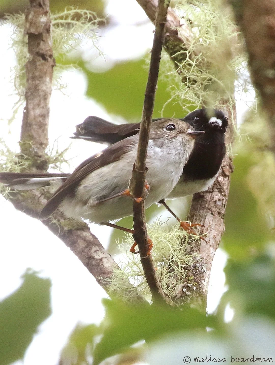 A sweet fleeting moment 🥰 

Courtship feeding is one of my favourite bird interactions to see, I was so lucky to catch this special moment on camera! 

This male miromiro / tomtit is offering food to his mate, some male birds do this to secure their