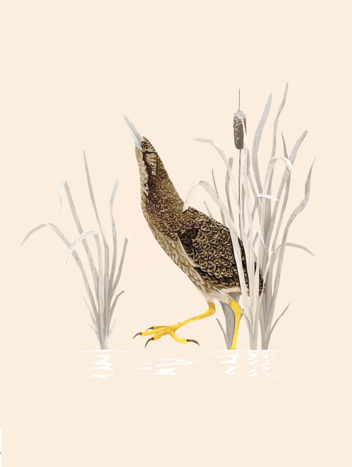 Matuku-hūrepo aka our Australasian bittern 🤎

Overlooked and under-appreciated, these beautiful birds lurk in wetlands around the country. They&rsquo;re very rare, cryptic and hard to find! They&rsquo;re very much at risk of extinction as 90% of the