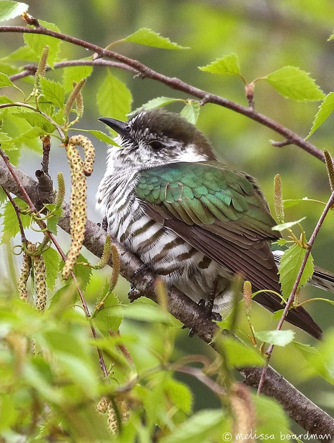 It&rsquo;s officially cuckoo season 💚 

I&rsquo;ve seen and heard so many pīpīwharauroa / shining cuckoos in the past few weeks, they seem to love the trees around the lake.

I found one especially photogenic bird and managed to get some photos of i