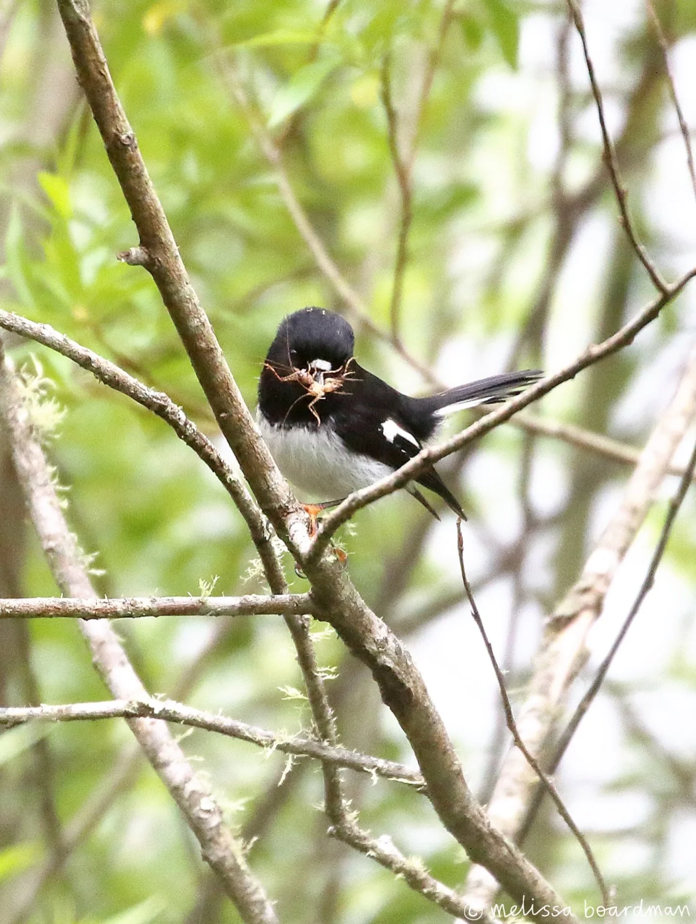 Wriggly snack anyone?

My local miromiro / tomtit pair are well into the incubation stage of nesting! The female sits on the nest keeping the eggs warm and waits for her mate to bring her food.

It&rsquo;s so cute seeing their interactions, she reall