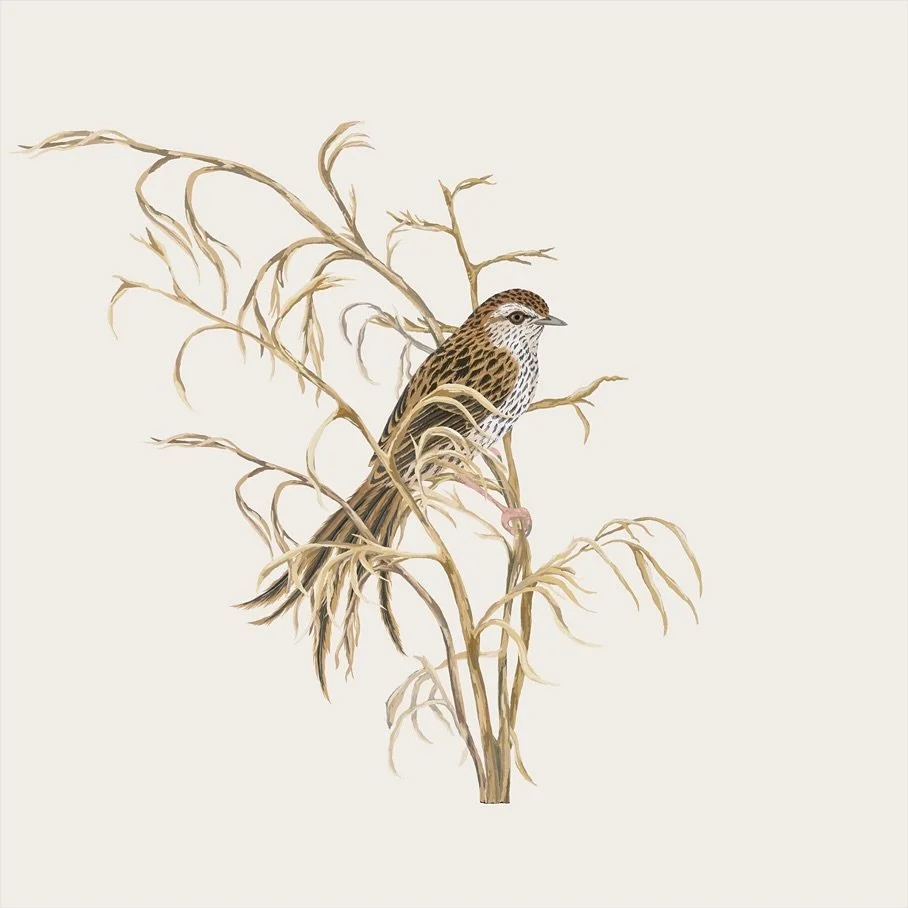 Some appreciation for one of our sneakiest birds - the mātātā / fernbird!
These beautiful birds are usually found lurking in wetlands and are hard to spot hidden amongst their favoured scrubby habitat. They have very distinctive scraggly tails and m