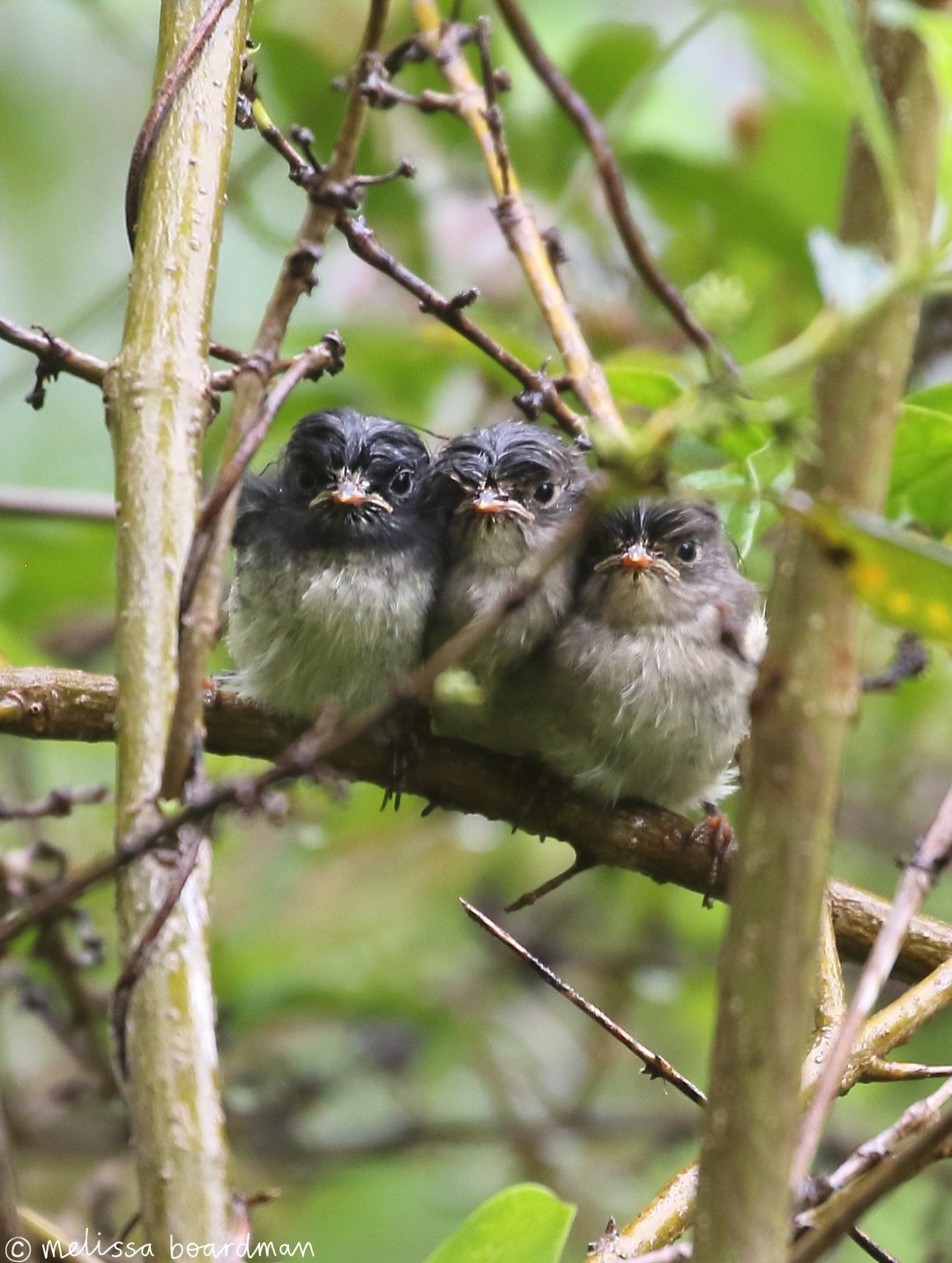 Have you ever seen a sadder bird huddle? 🥲

On the day my little tomtit / miromiro family fledged they had to face heavy rain, and then 100km wind gusts during the night!

I thought they&rsquo;d find a sheltered spot to move to but they weren&rsquo;